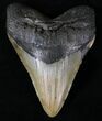 Large Megalodon Tooth - North Carolina #20808-1